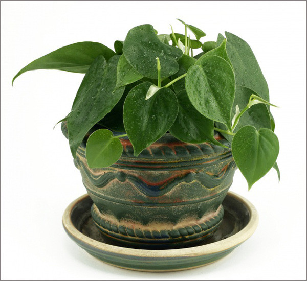trầu khong trầu khong