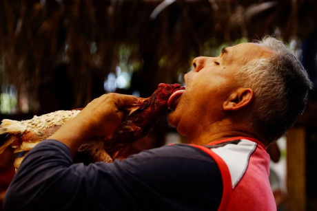 Sới gà ở Cuba kiếm bộn tiền nhờ người say gà chọi - Ảnh 11 Soi ga o Cuba kiem bon tien nho nguoi say ga choi - Anh 11