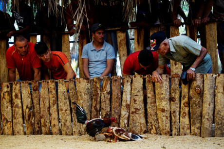 Sới gà ở Cuba kiếm bộn tiền nhờ người say gà chọi - Ảnh 3 Soi ga o Cuba kiem bon tien nho nguoi say ga choi - Anh 3