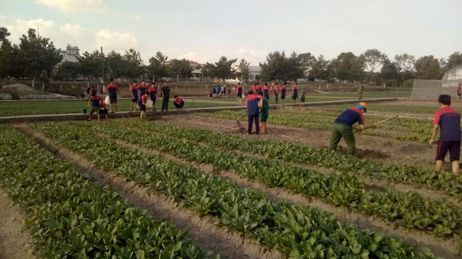 Cùng chăm sóc vườn rau