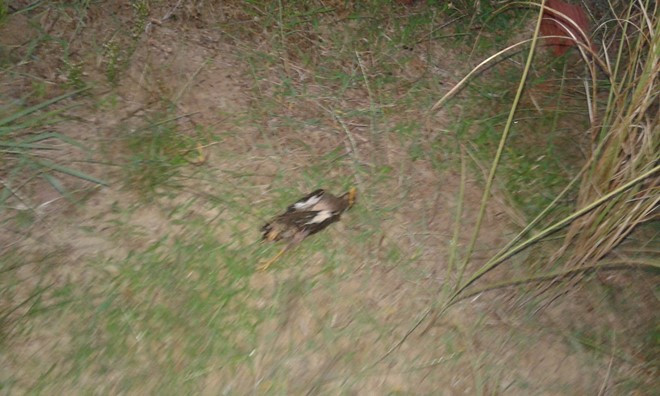 Con chim thủ phạm.