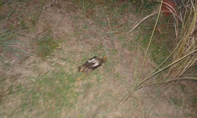 Con chim thủ phạm.