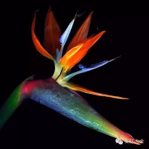 Những loài hoa "độc" khắp thế giới chưa từng biết đến ảnh 1 - 1