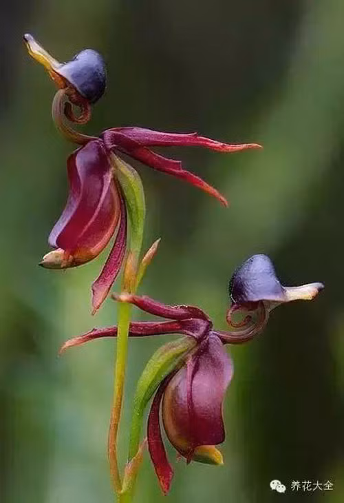 Những loài hoa "độc" khắp thế giới chưa từng biết đến ảnh 2 - 2