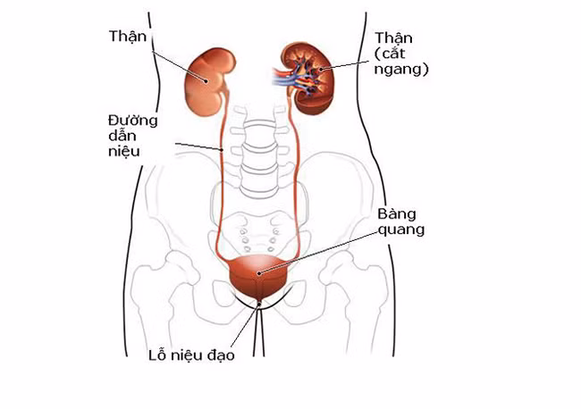 6 loại thực phẩm cực tốt cho thận mà giá rẻ không ngờ 