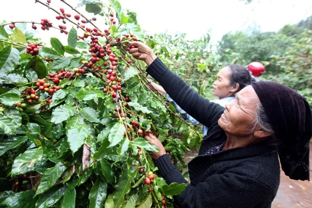 Thông qua các lớp đào tạo nghề, nhiều LĐNT đã có việc làm cho năng suất cao hơn 