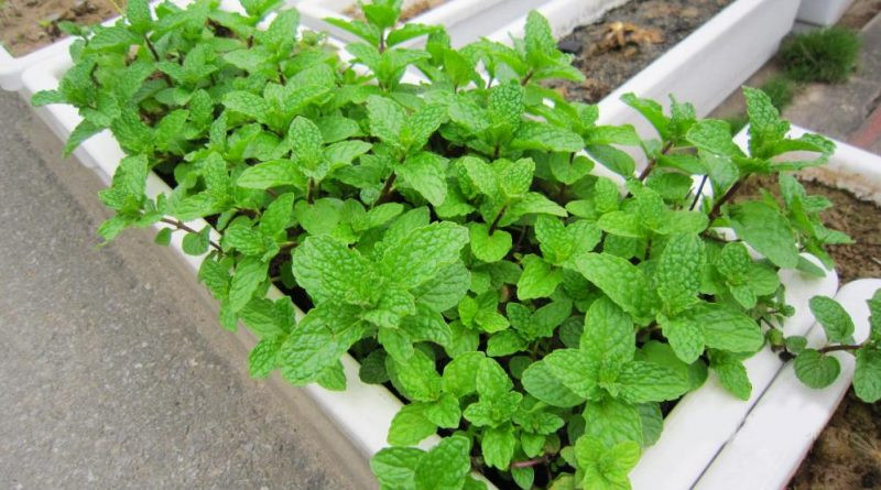 Thật đơn giản để trồng rau gia vị trong nhà - Ảnh 7 Thật đơn giản để trồng rau gia vị trong nhà - Ảnh 7