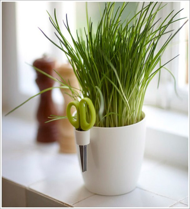 Thật đơn giản để trồng rau gia vị trong nhà - Ảnh 6 Thật đơn giản để trồng rau gia vị trong nhà - Ảnh 6