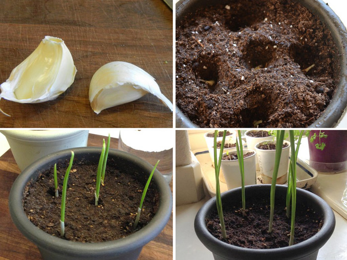 Thật đơn giản để trồng rau gia vị trong nhà - Ảnh 2 Thật đơn giản để trồng rau gia vị trong nhà - Ảnh 2