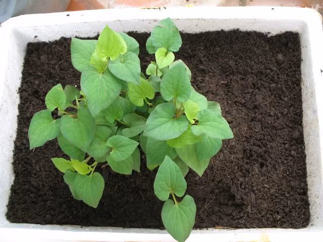 Thật đơn giản để trồng rau gia vị trong nhà - Ảnh 5