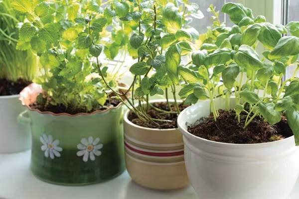  Lựa chọn những loại rau gia vị dễ chăm sóc để trồng tại nhà