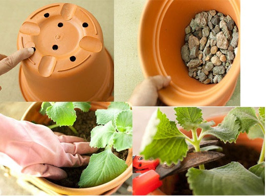 Thật đơn giản để trồng rau gia vị trong nhà - Ảnh 3 Thật đơn giản để trồng rau gia vị trong nhà - Ảnh 3