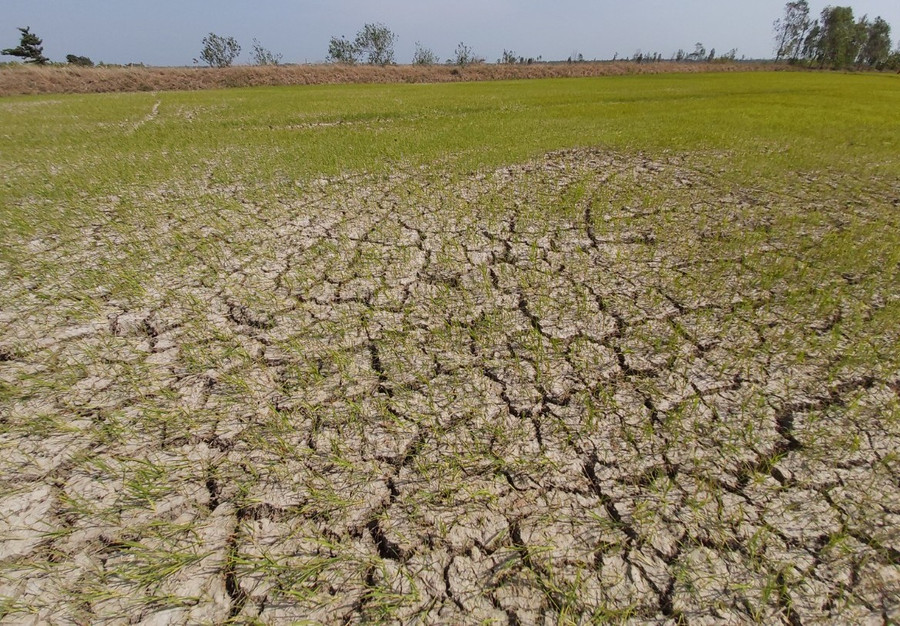 Cánh đồng lúa khô cằn vì thiếu nước.