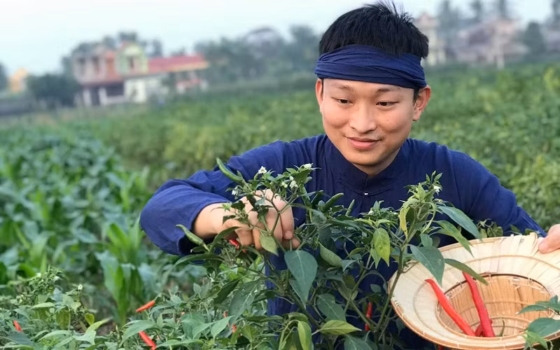 Lê Minh Cương với quy trình thu hái ớt tươi.