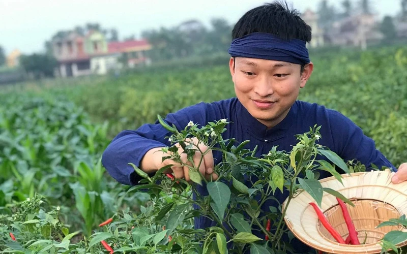 Lê Minh Cương với quy trình thu hái ớt tươi.