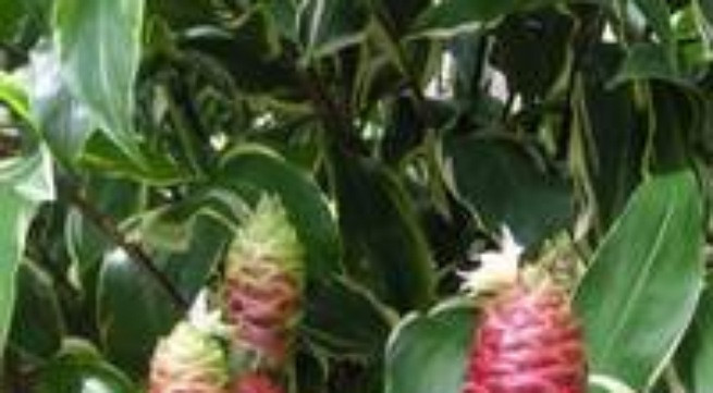 Gừng gió trị xơ gan