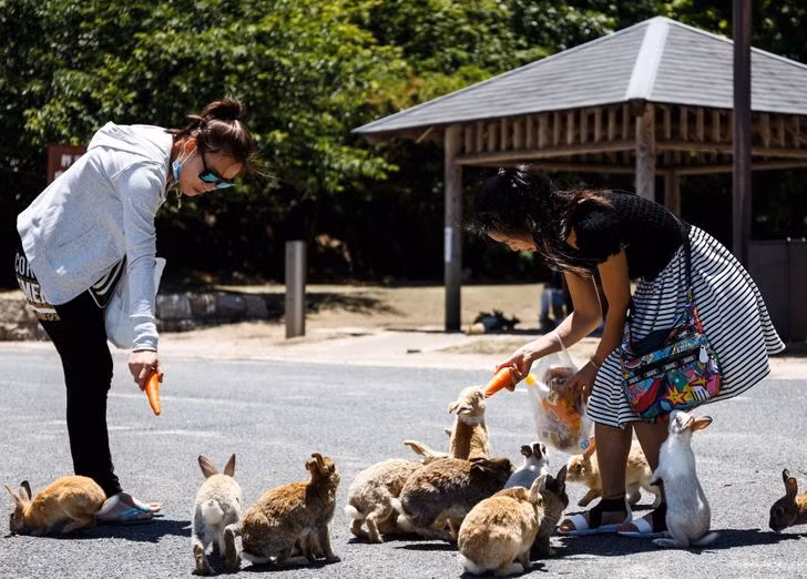 Okunoshima là một hòn đảo nhỏ của Nhật Bản có hàng trăm con thỏ hoang dã chiếm đóng.