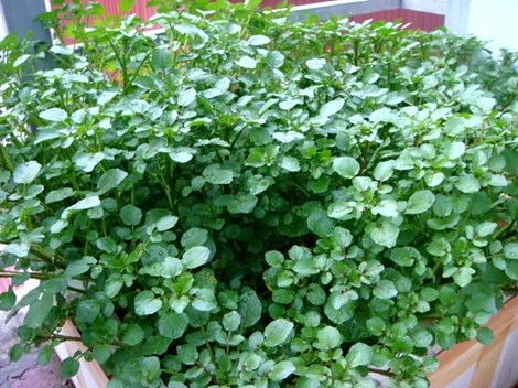 Lợi ích dinh dưỡng bất ngờ của rau cải xoong ảnh 2 Lợi ích dinh dưỡng bất ngờ của rau cải xoong ảnh 2