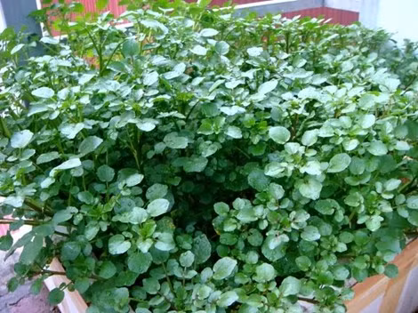 Lợi ích dinh dưỡng bất ngờ của rau cải xoong ảnh 2