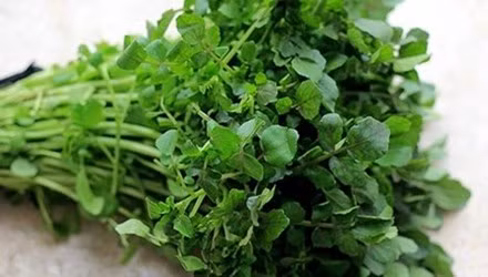 Rau cải xoong có nhiều chất sắt hơn rau chân vịt, nhiều canxi hơn sữa, và nhiều vitamin C hơn cam. Hình minh họa.