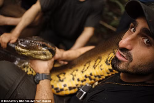 Nhà khoa học Mỹ tự cho trăn khổng lồ Amazon nuốt chửng