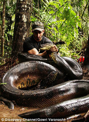 Nhà khoa học Mỹ tự cho trăn khổng lồ Amazon nuốt chửng ảnh 3 Nhà khoa học Mỹ tự cho trăn khổng lồ Amazon nuốt chửng ảnh 3