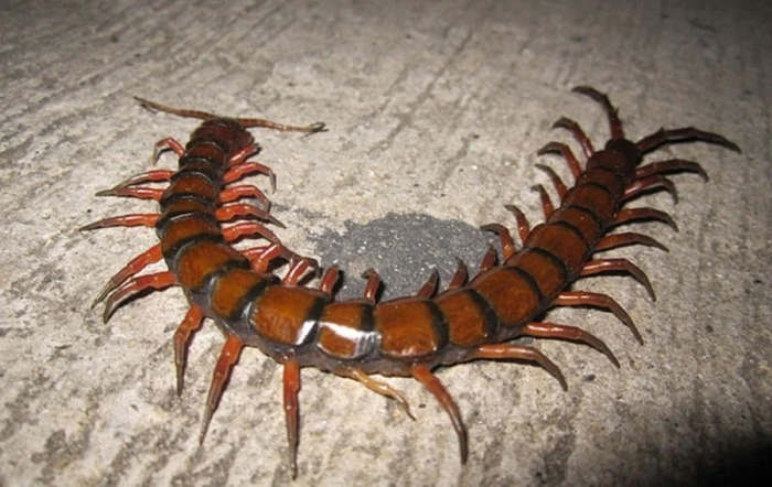 Australia: Sởn gai ốc trước 13 côn trùng "quái vật" 