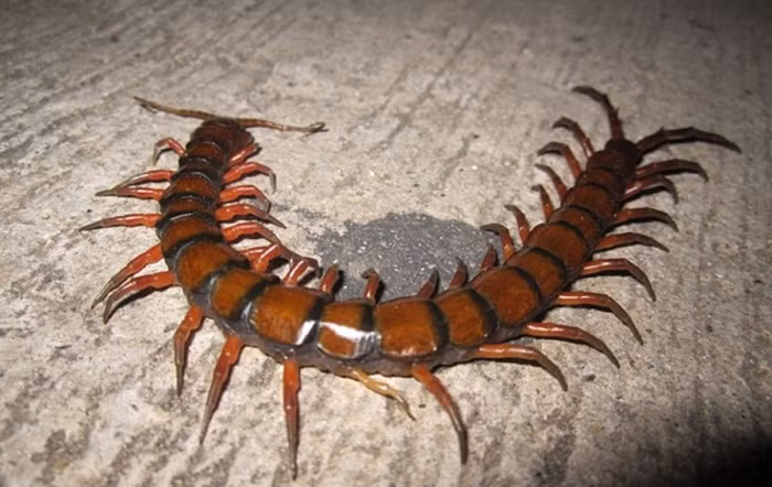 Australia: Sởn gai ốc trước 13 côn trùng "quái vật" 