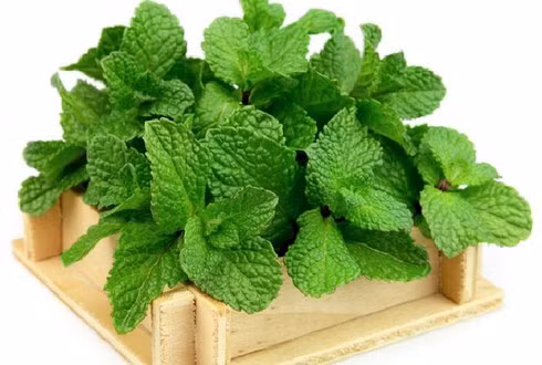 Trong lá bạc hà có chứa các hoạt chất tẩy trắng, có khả năng làm sáng da hiệu quả. (Ảnh minh họa: Internet).