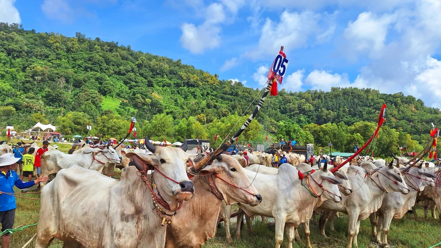 Hội đua bò Bảy Núi năm 2023 có 56 đôi bò cùng tham gia tranh tài.