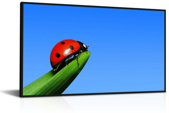 LCD_tinhte. LCD_tinhte.
