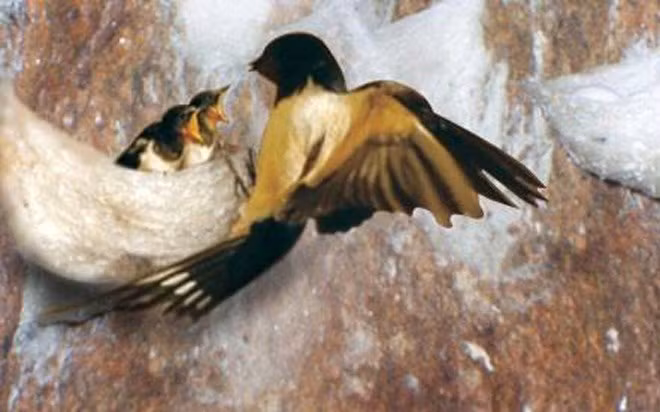 can canh to yen - mon an sieu dat do hinh 6