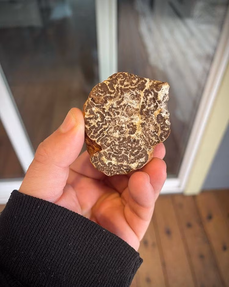 Giống như trứng cá muối, nấm cục là nguyên liệu nổi tiếng trong ngành ẩm thực. Ngoài ra, nó có khả năng dưỡng ẩm cho da. Nấm cục thường được bán với giá 2.000-3.000 USD/kg. Ảnh: @chickssnacks.