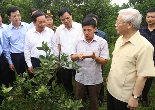 Tổng Bí thư Nguyễn Phú Trọng thăm mô hình trồng cam tại huyện Cao Phong. Ảnh: Báo Hòa Bình