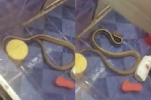  Rắn bò vào nhà tắm để tránh nóng ở Tiền Giang [VIDEO] - Ảnh 1