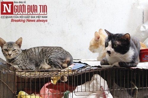 Xót thương cụ bà 90 tuổi ‘sức cùn lực kiệt’ bên bầy chó mèo hoang - Ảnh 2 Xót thương cụ bà 90 tuổi ‘sức cùn lực kiệt’ bên bầy chó mèo hoang - Ảnh 2