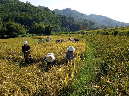 Sáng Chủ nhật cuối tháng 9, đồng lúa rộn tiếng cười, tiếng nói của những cô cậu học trò. Sáng Chủ nhật cuối tháng 9, đồng lúa rộn tiếng cười, tiếng nói của những cô cậu học trò.