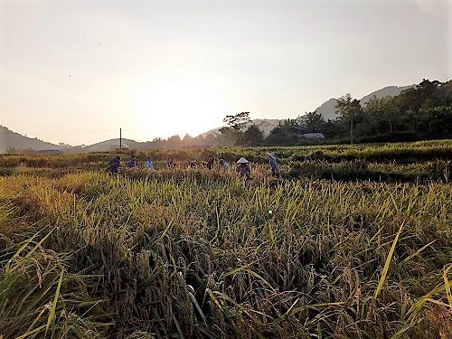 Cánh đồng lúa đã đến kỳ thu hoạch Cánh đồng lúa đã đến kỳ thu hoạch