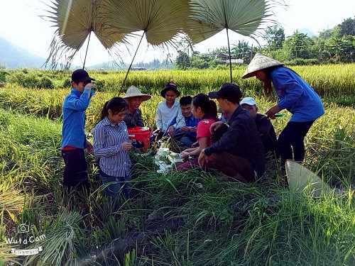 "Rằm trung thu muộn" ngay trên cánh đồng lúa "Rằm trung thu muộn" ngay trên cánh đồng lúa
