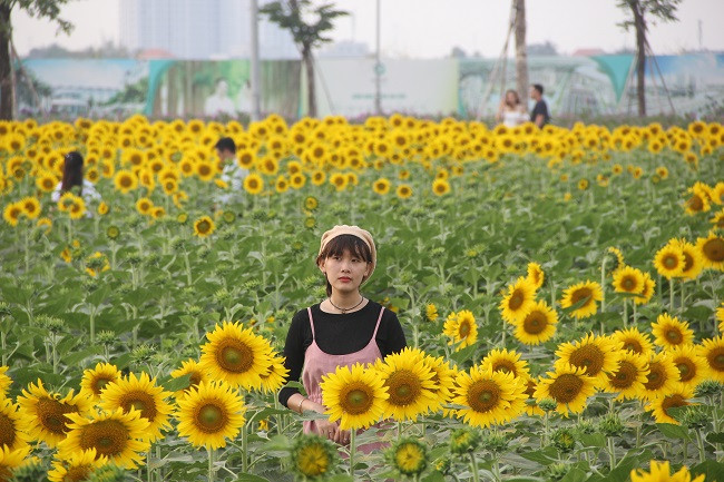 Những luống cây được trồng theo hàng lối thẳng tắp, đủ khoảng không gian để khách tham quan và chụp hình