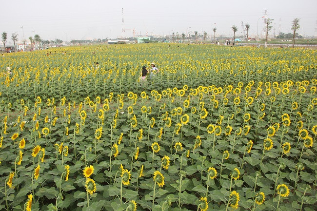 Vườn hoa có hệ thống tưới nước tự động, điểm giữ xe, bảo vệ, các tiểu cảnh, nhà thay đồ để phục phục vụ khách tham quan...