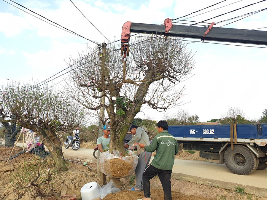 Những cây đào thế đẹp đã được đặt thuê Những cây đào thế đẹp đã được đặt thuê