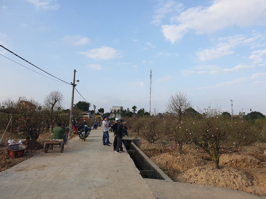 Chưa đầy nửa tháng nữa là đến Tết Nguyên Đán Canh Tý nhưng lượng khách đến thăm và mua đào ở cánh đồng hoa Đồng Dụ vẫn rất ít Chưa đầy nửa tháng nữa là đến Tết Nguyên Đán Canh Tý nhưng lượng khách đến thăm và mua đào ở cánh đồng hoa Đồng Dụ vẫn rất ít