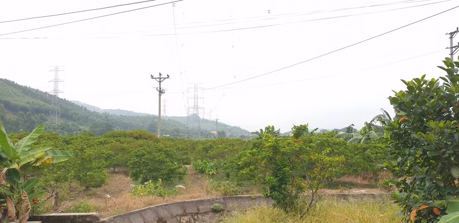 Người dân được hỗ trợ vốn, xây dựng mô hình sản xuất hợp quy hoạch góp phần phát triển kinh tế bền vững