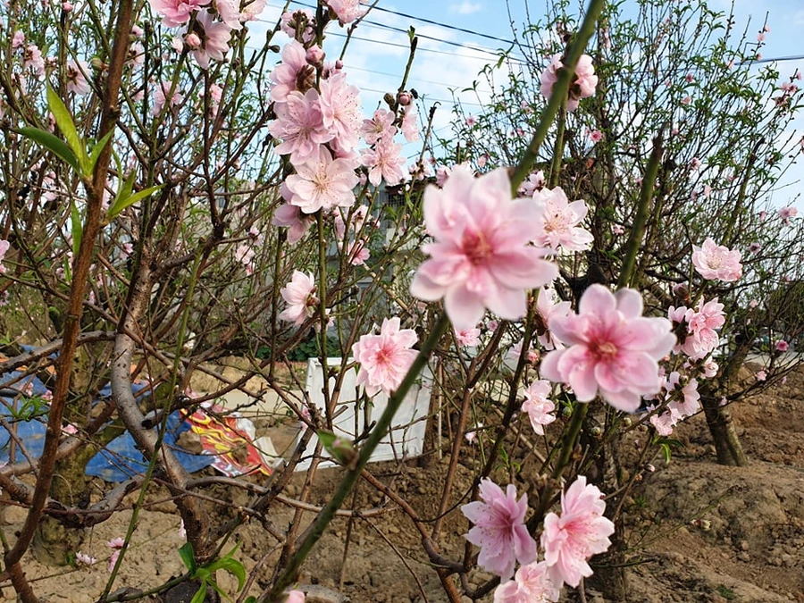 Hoa đào nở sớm, nông dân thấp thỏm lo “mất Tết”