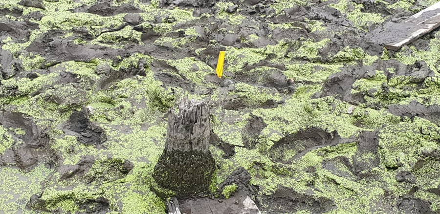 Từng thân cọc lộ thiên trong ao nuôi thủy sản nhà ông Đến