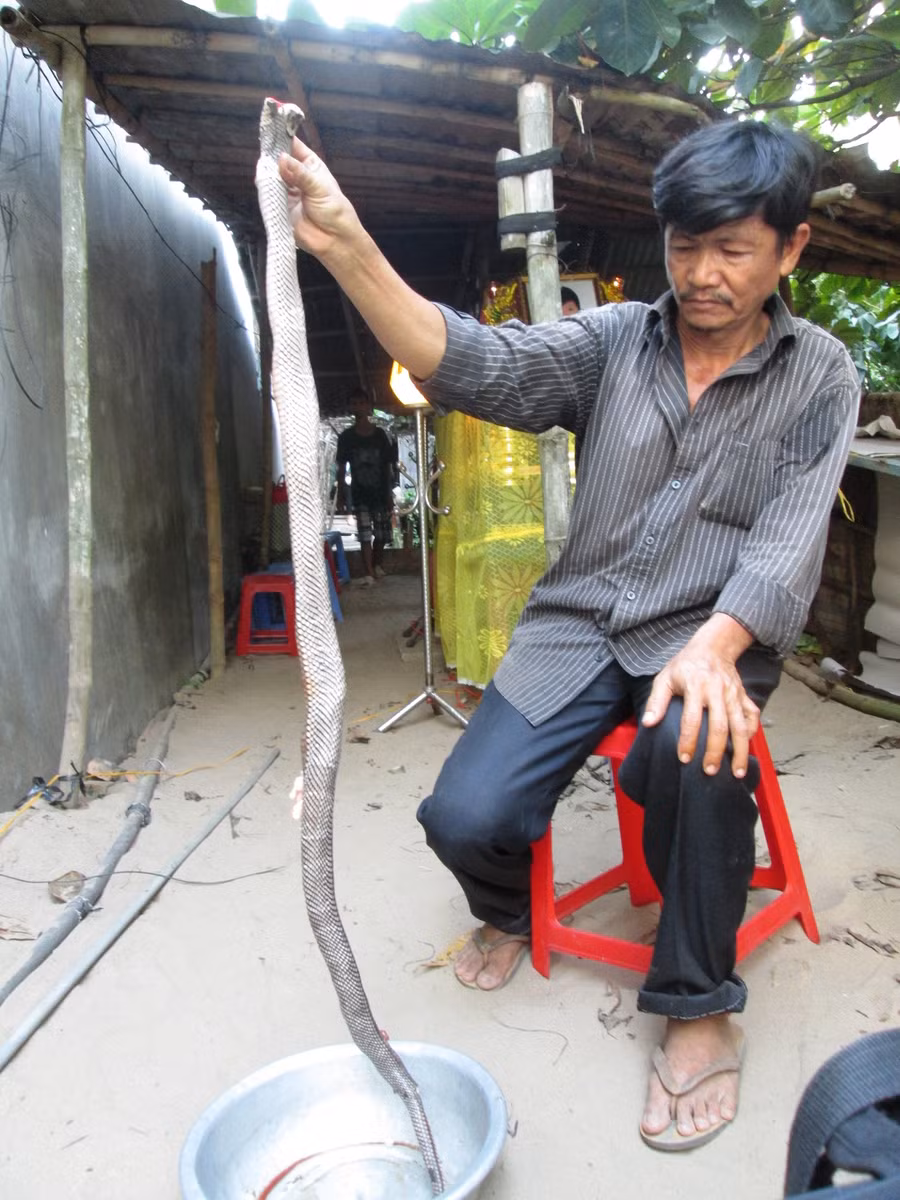 Ông Long cầm con rắn đã cắn chết con trai mình