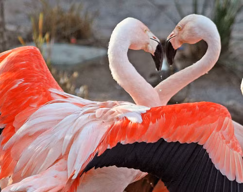 10 loài động vật có tập tính giao phối kì lạ trên thế giới