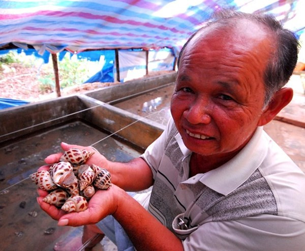 Tỷ phú nuôi ốc hương trên Đảo Ngọc ảnh 1 Tỷ phú nuôi ốc hương trên Đảo Ngọc ảnh 1