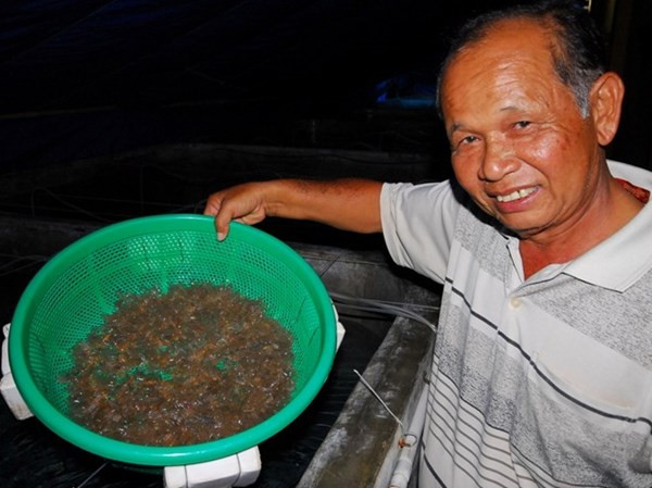 Tỷ phú nuôi ốc hương trên Đảo Ngọc ảnh 3 Tỷ phú nuôi ốc hương trên Đảo Ngọc ảnh 3